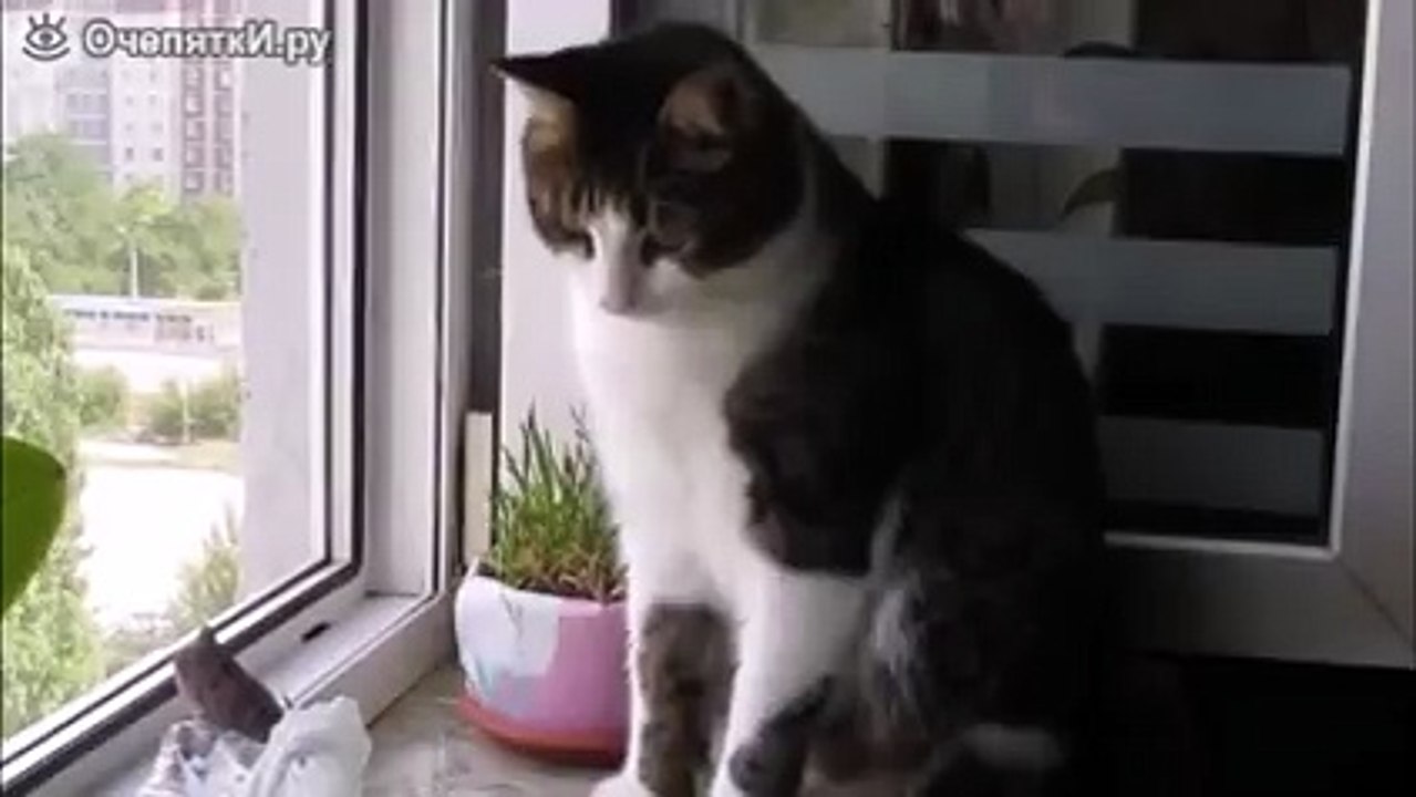 Рыбка в пакетике