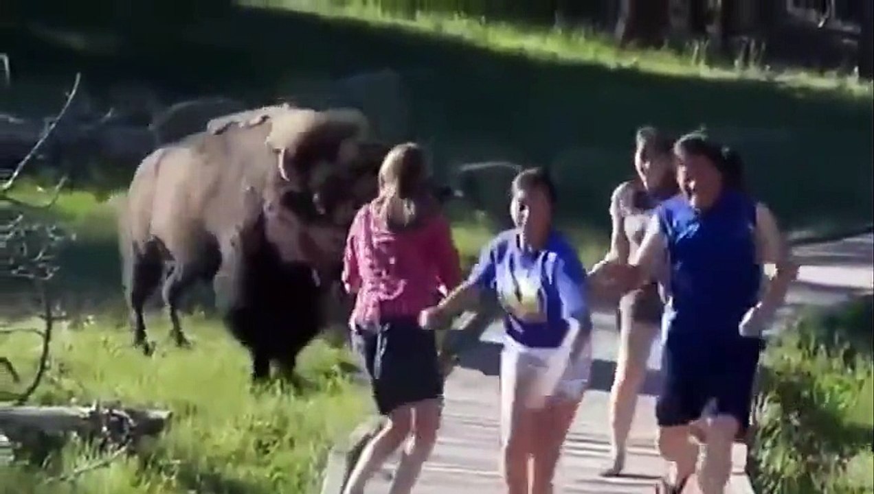 Ataques de animales salvajes - Wild Animal Attacks