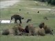 Animal  HYENAS VS LIONS LIVE   ENEMY ATTACKS TWO REAL WILD wild NEW funny attack