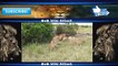 Animal Fights - Animal Wild Attack - Lion vs Tiger vs Buffalo vs Hyena - Best Animal Fights