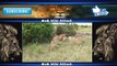 Animal Fights - Animal Wild Attack - Lion vs Tiger vs Buffalo vs Hyena - Best Animal Fights