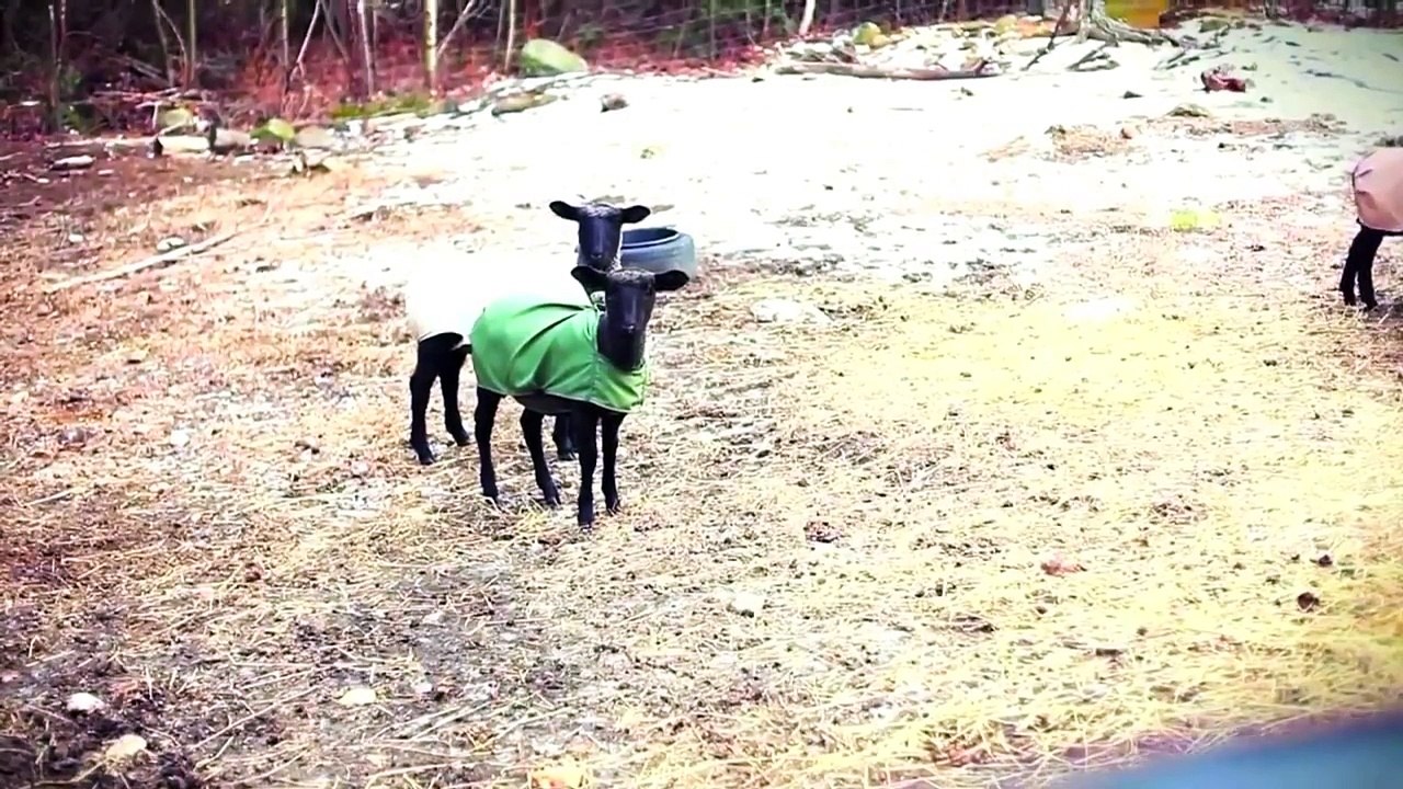 Funny Goats Screaming like Humans
