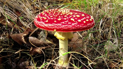 Phobia of the Week: Arachnophobia Epic Science #77