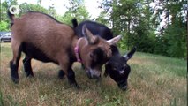 Goats vs. Dogs Compilation Animals World
