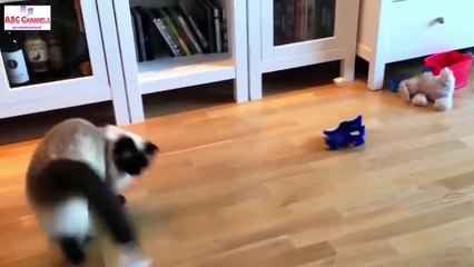 Funny Cat Jump Fail Compilation 2015