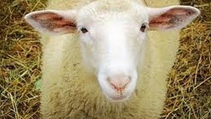 عملية سلخ خروف كبش العيد 2015 المطبخ التونسي Tunisian Cuisine