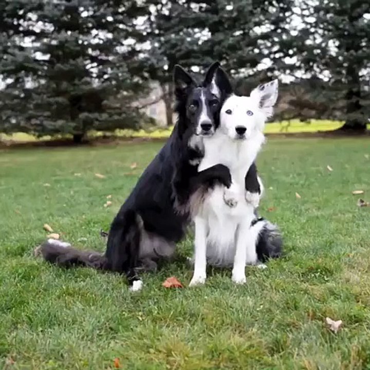 Deux Border Collies posent pour une photo jusqu'à ce que l'un d'eux fasse le truc le plus adorable
