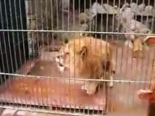 MOJZA LION SAYS ALLAH HOO