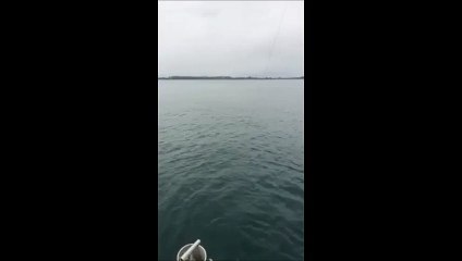 Reuven sobel | Shark Leaps Out of Water in Northern New Zealand