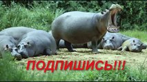 Funny fails compilation #168 ПРИКОЛЫ 2015 Самые Смешные Приколы над людьми 2015