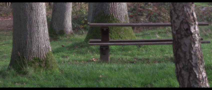 Forêt de Marchiennes en décembre, Le printemps en hiver!