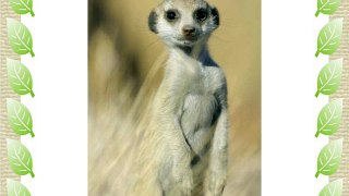 Meerkat (Suricata suricatta) standing on guar - 30 x 20in Canvas Print - Framed and ready to