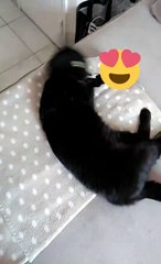 Mon loveur qui fait ca roulade comme tous les matins