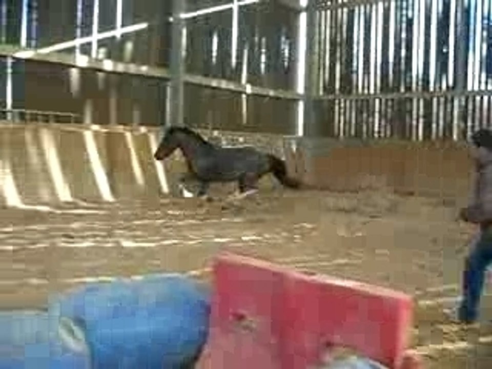 Saut Pillgrim en liberté chez Sébastien