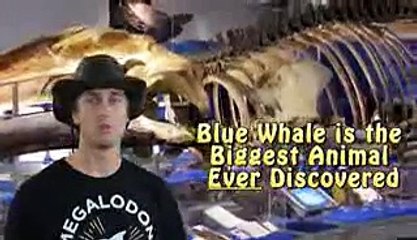 BIGGEST Animal EVER Recorded in the Ocean