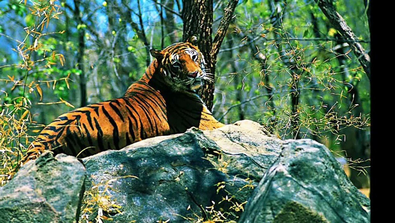 ooty travels -  travels in ooty - travels ooty alphatoursandtravels