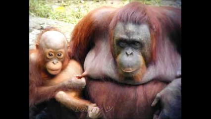 Funny Animal Fails - Right Moment Pics Compilation