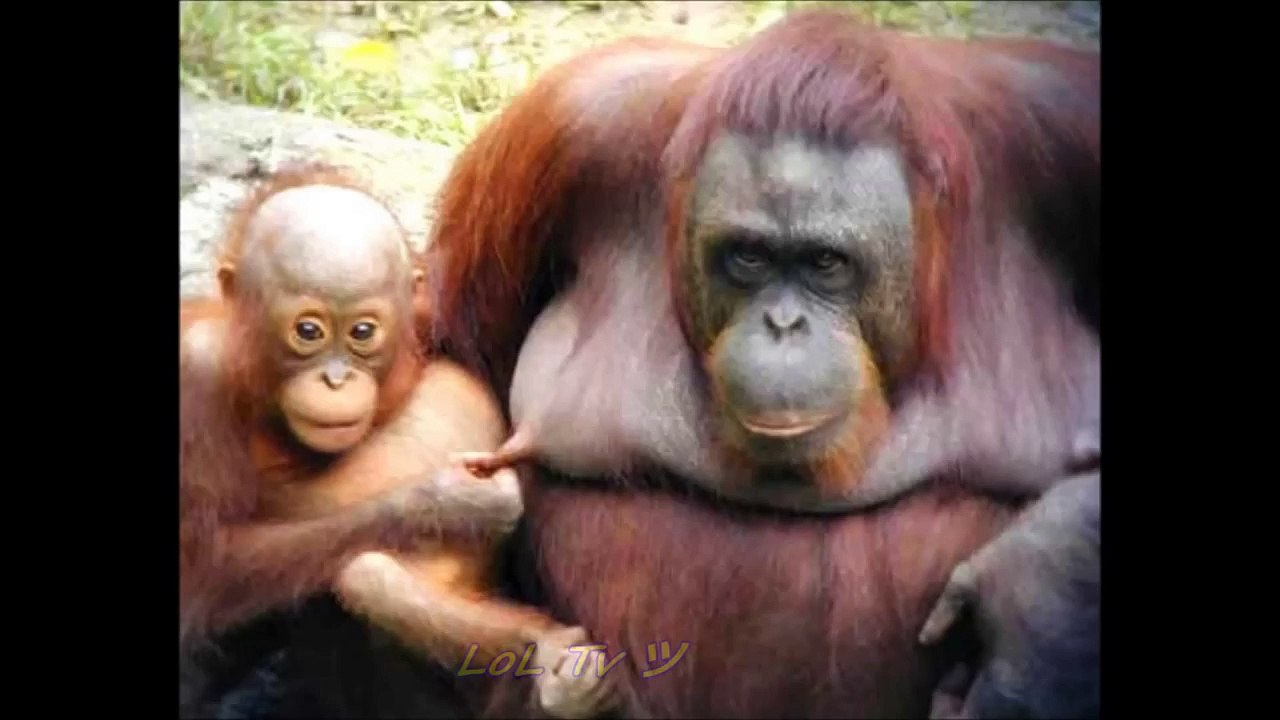 Funny Animal Fails - Right Moment Pics Compilation
