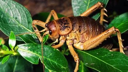 Top 15 Biggest Animals on Planet Earth!