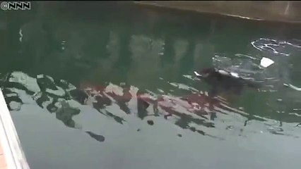 Les japonais découvrent un calamar géant !