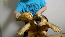 Giant Snapping Turtle Chomps On a Pineapple