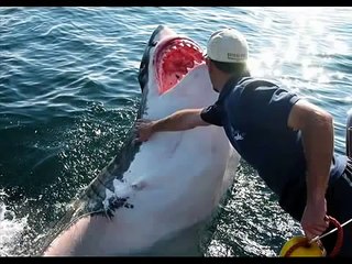 Worlds largest shark COUGHT on cam 2013