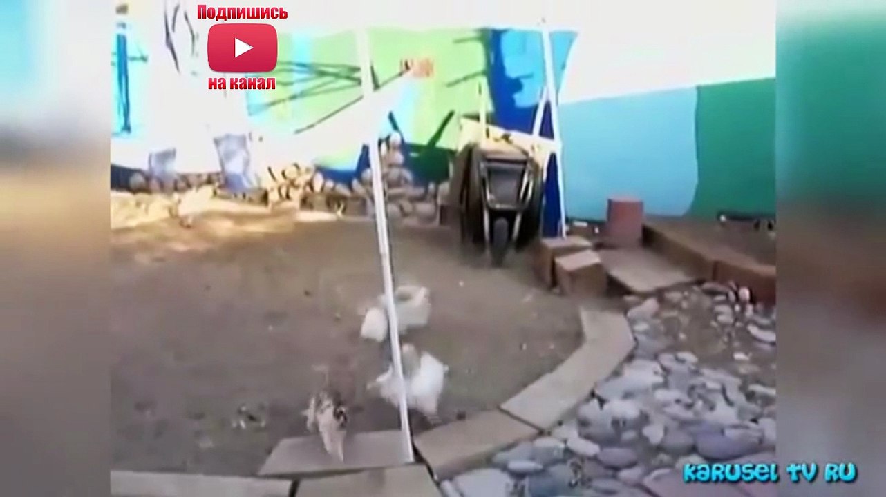 #4 Улетное видео видео приколы 2015