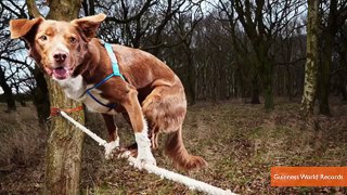 Skateboarding Goat Tightrope Walking Dog Win Guinness World Records