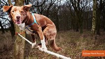 Skateboarding Goat Tightrope Walking Dog Win Guinness World Records