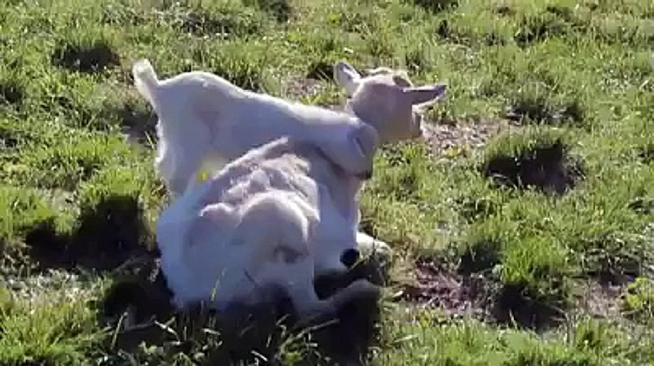 Anne olmak Böyle Bişey Sevimlilik Abideleri