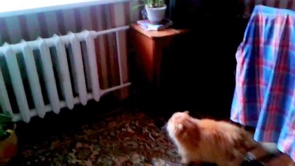 11. Кот Защищает Свой Дом От Штукатура!