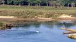 Dog gets eat by a Crocodile in Nepal River