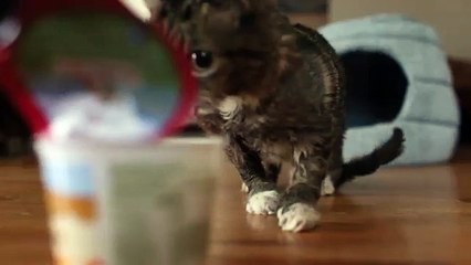 BUB Wakes Up for Yogurt