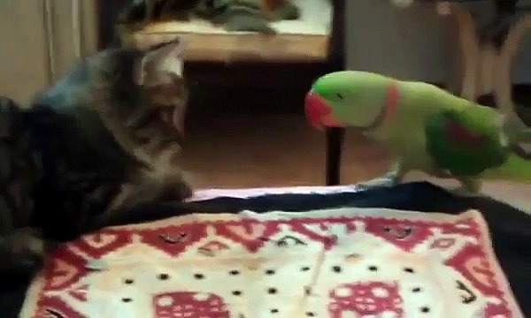 Video Divertenti,Incidenti,barzelletta gatti divertenti 6