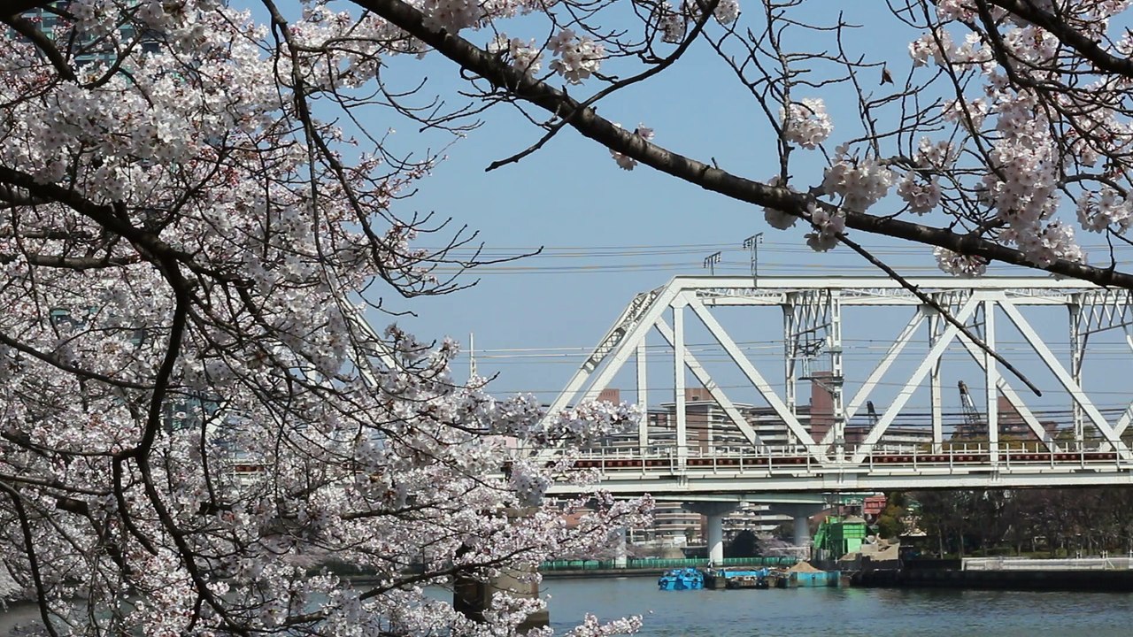 大阪環状線 103系 "OSAKA POWER LOOP" 桜ノ宮～天満 満開の桜