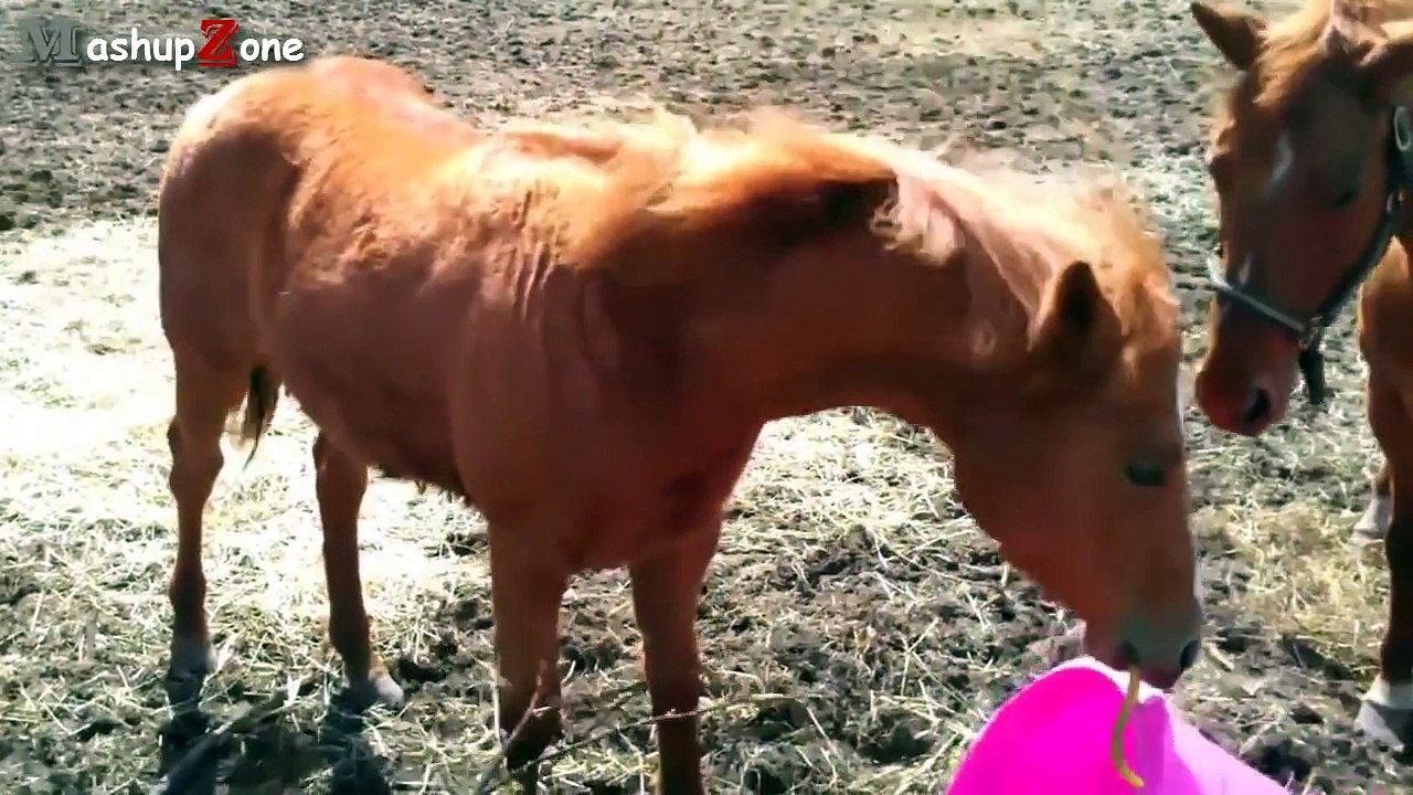 Funny Horse Videos Compilation 2015 [NEW]
