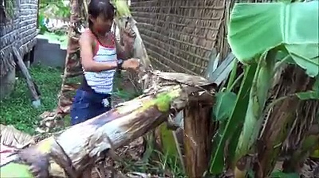 Tharoth Sam "Little Frog" vs Big Tree