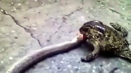 Incredible footage shows a Toad eating a Snake alive!