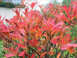 Tři vrány - Three ravens