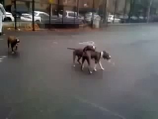 Interestingly Dogs Copulate - Köpeklerin Enteresan Çiftleşmesi
