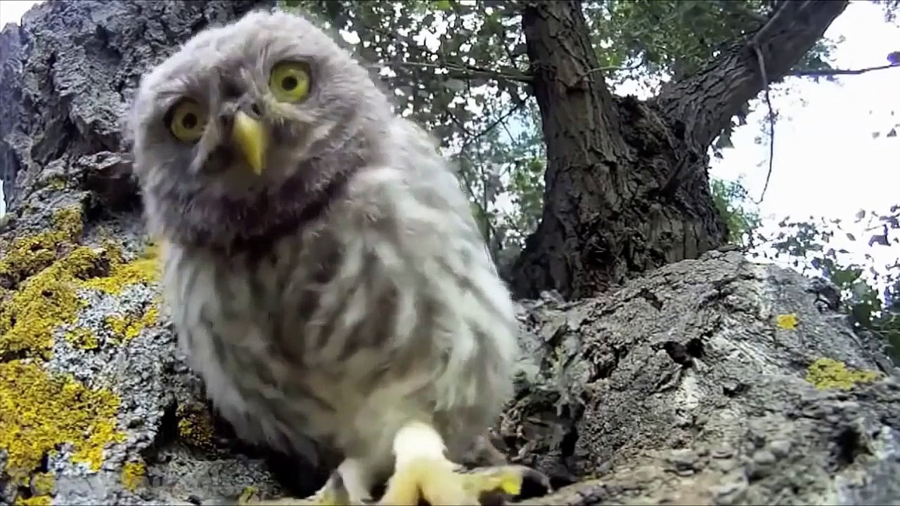 Cute and Funny Owls and Owlets  Funny Best Videos 2015