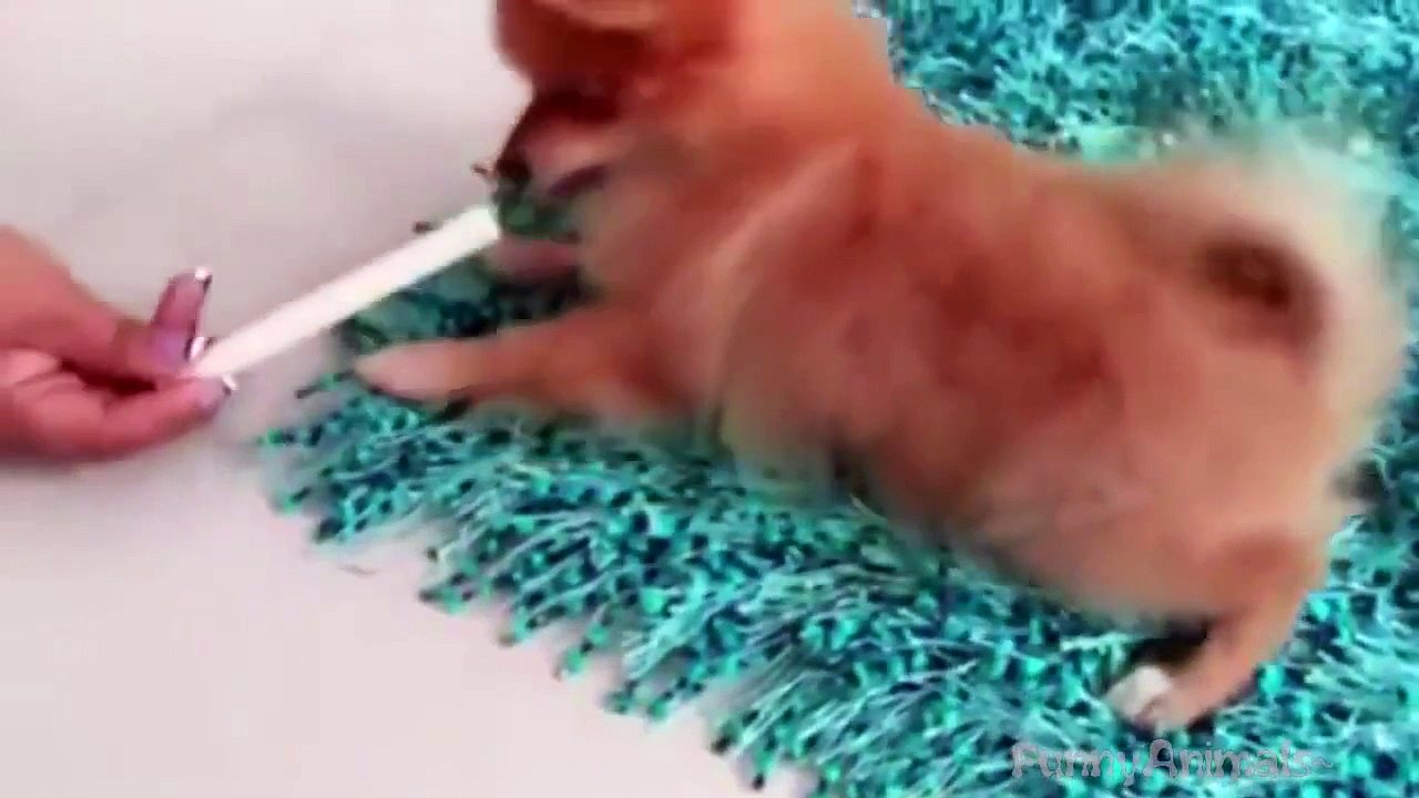 Cute Funny Puppies Dogs Compilation 2015   Dog Videos 2015   720p NEW!