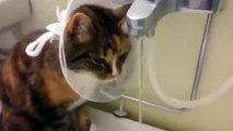 Thirsty Cat Put Cone Of Shame To Brilliant Use