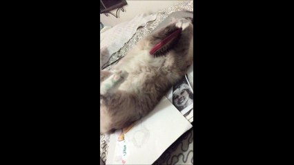 Adorable Kitty Tried to Eat Her Brush