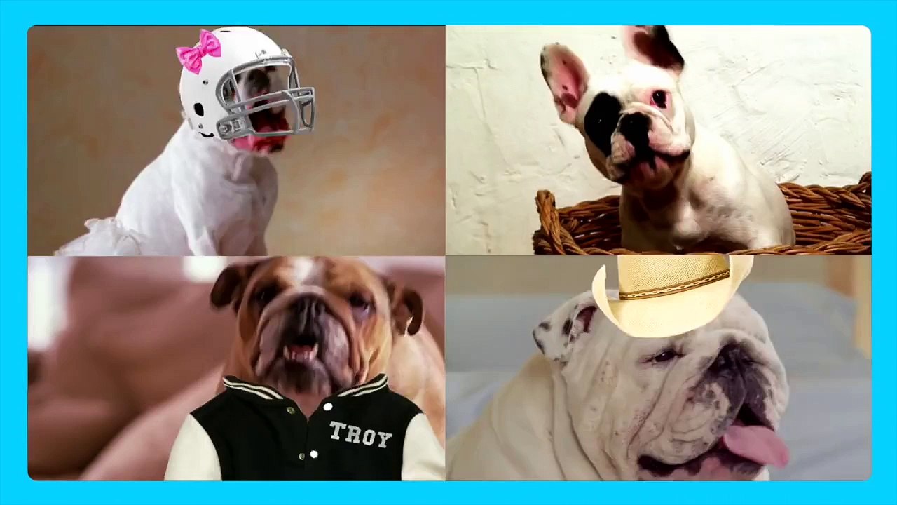 Bella and the Bulldogs | Real Bulldogs Read a Scene |