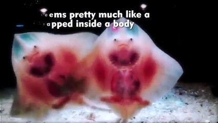 10 sea Creatures You Won't Believe Exist [1080p Available]
