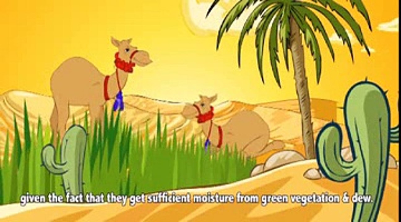 Where Do Camels Store Water