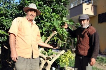 Ağaçta Yetişen Patlıcan Zehirli Çıktı