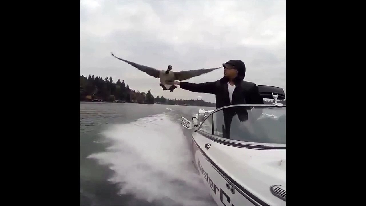 Une oie sauvage un peu fatiguée se pose sur un bateau