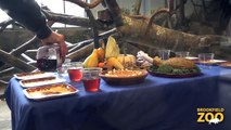 A Lemur Thanksgiving at Brookfield Zoo!